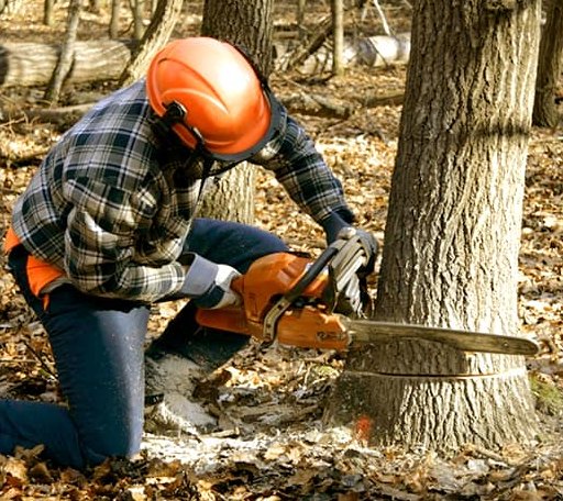 Tree Removal in Hamilton, MI